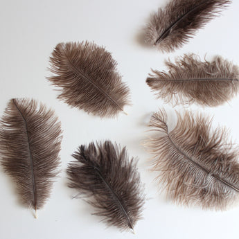 Ostrich Feather (9-12")