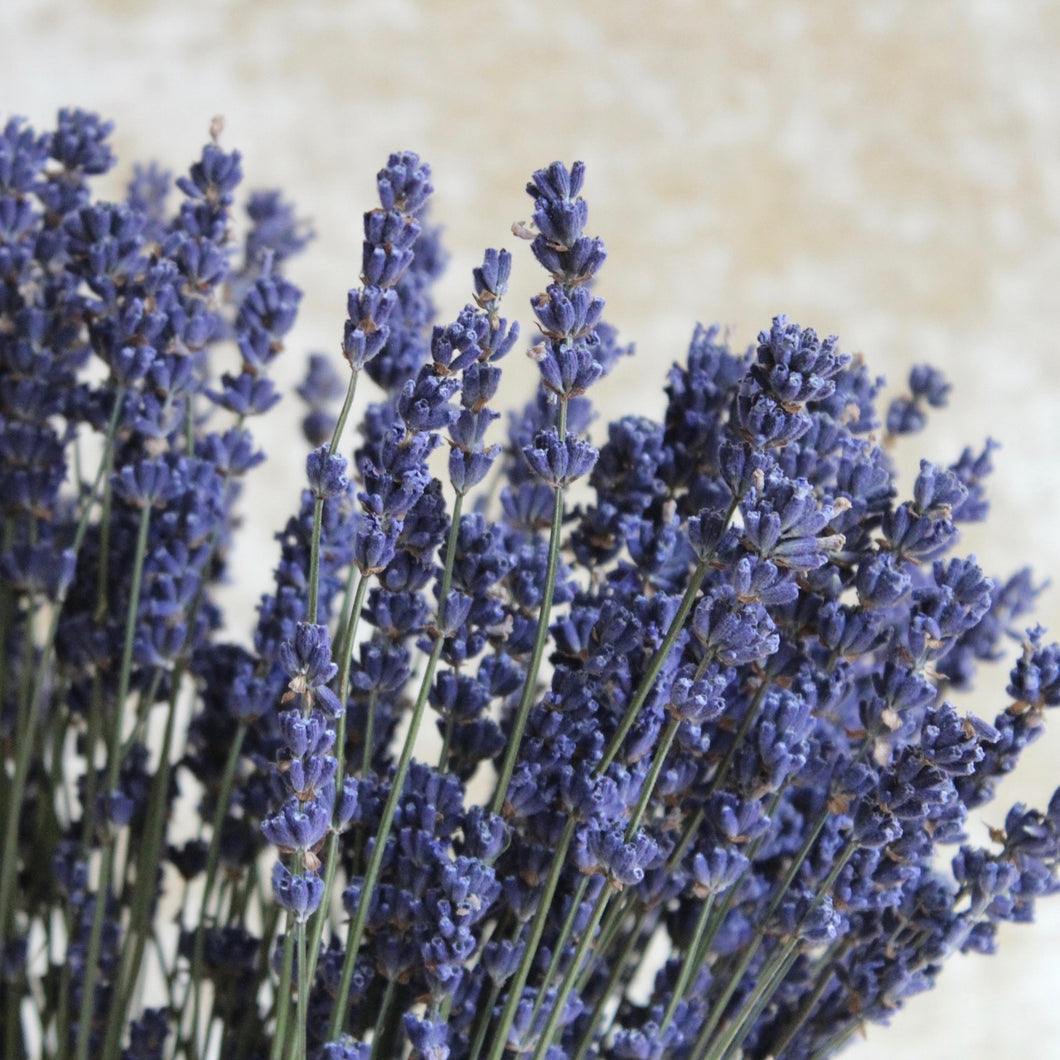 Lavender -  English Hidcote (Dried)