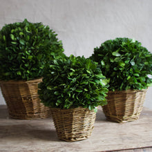 Load image into Gallery viewer, Boxwood Ball in Basket - Preserved
