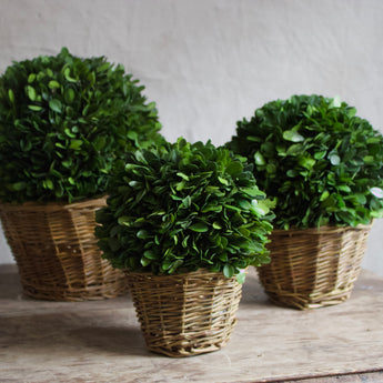 Boxwood Ball in Basket - Preserved