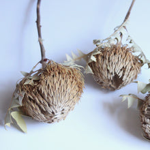 Load image into Gallery viewer, Banksia Baxterii
