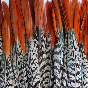 Lady Amherst Pheasant Feather Red