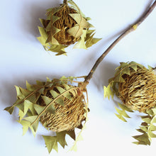 Load image into Gallery viewer, Banksia Baxterii
