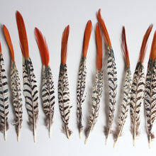 Load image into Gallery viewer, Lady Amherst Pheasant Feather Red
