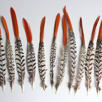Lady Amherst Pheasant Feather Red