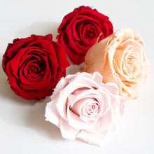 Load image into Gallery viewer, Roseheads - Preserved 2.5&quot;
