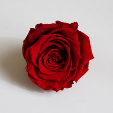 Load image into Gallery viewer, Roseheads - Preserved 2.5&quot;
