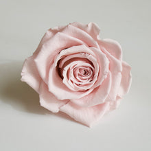 Load image into Gallery viewer, Roseheads - Preserved 2.5&quot;
