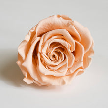 Load image into Gallery viewer, Roseheads - Preserved 2.5&quot;
