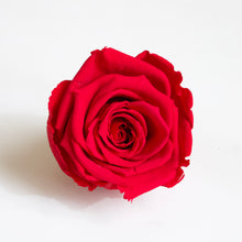 Load image into Gallery viewer, Roseheads - Preserved 2.5&quot;
