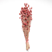 Load image into Gallery viewer, Phalaris
