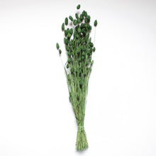 Load image into Gallery viewer, Phalaris

