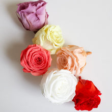 Load image into Gallery viewer, Roseheads - Preserved 1.5&quot;
