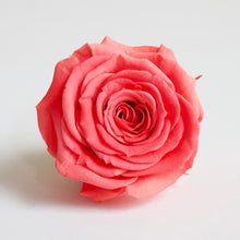 Load image into Gallery viewer, Roseheads - Preserved 1.5&quot;

