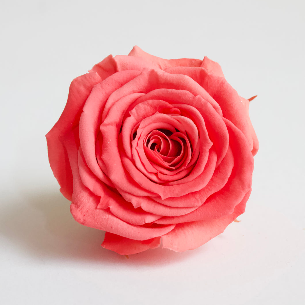 Roseheads - Preserved 1.5