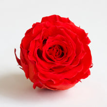 Load image into Gallery viewer, Roseheads - Preserved 1.5&quot;
