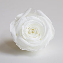 Load image into Gallery viewer, Roseheads - Preserved 1.5&quot;
