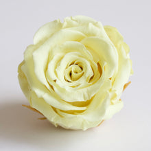 Load image into Gallery viewer, Roseheads - Preserved 1.5&quot;
