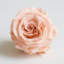 Load image into Gallery viewer, Roseheads - Preserved 1.5&quot;
