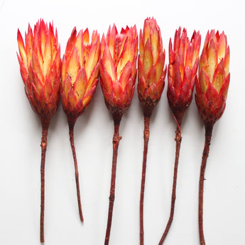 Dried Protea Repens