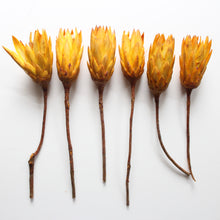 Load image into Gallery viewer, Protea  - Repens
