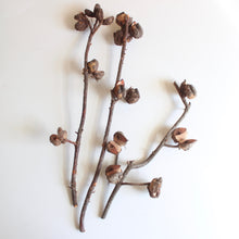 Load image into Gallery viewer, Hakea - Dried

