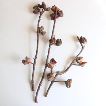 Dried Hakea