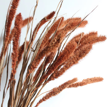 Dyed Setaria