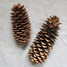 Load image into Gallery viewer, Pine Cone - Sugar Pine
