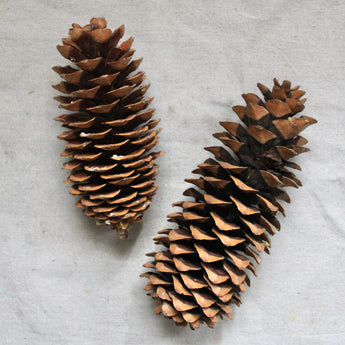 Dried Sugar Pine Cone