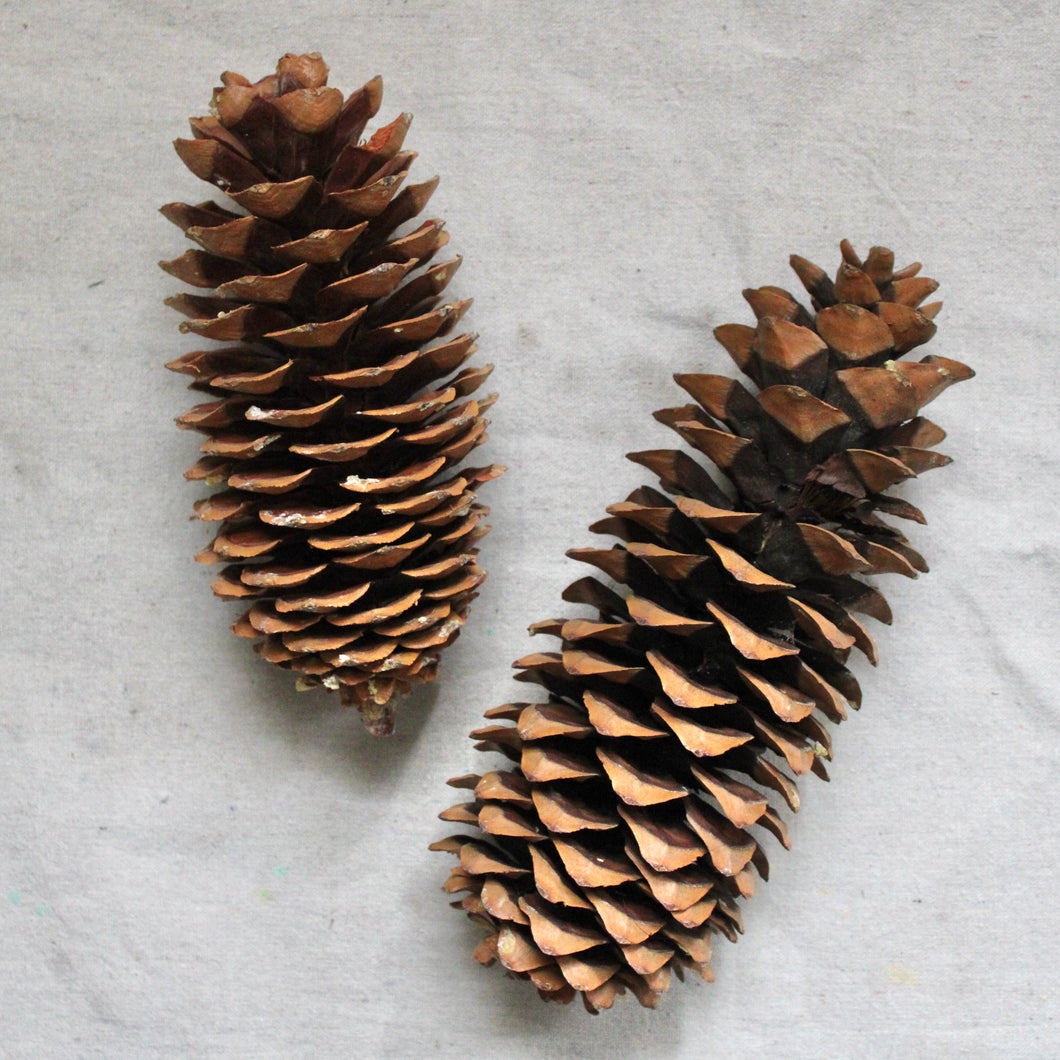 Pine Cone - Sugar Pine