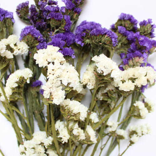 Preserved Sinuata Statice - Purple & White