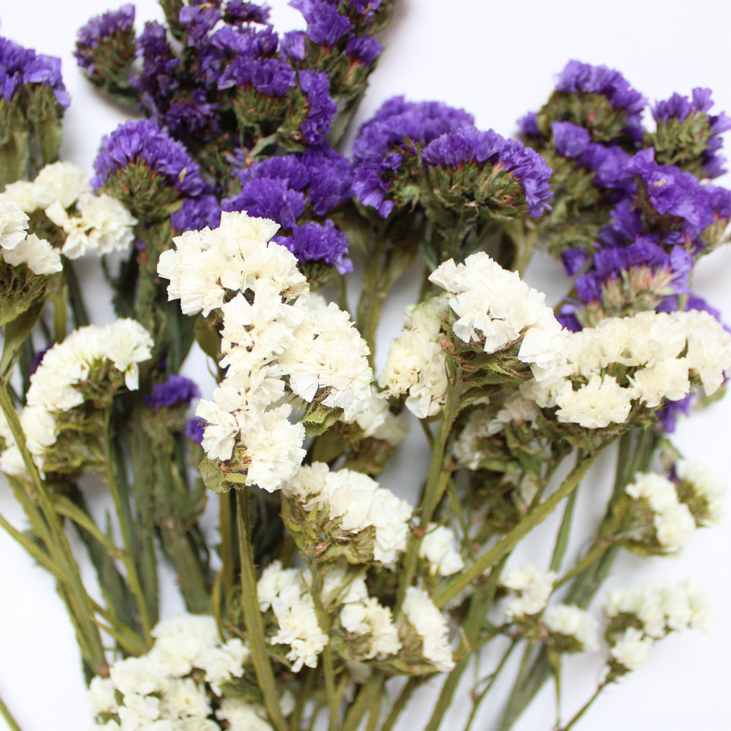 Preserved Sinuata Statice - Purple & White