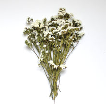 Load image into Gallery viewer, Preserved Sinuata Statice - White
