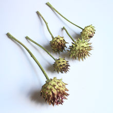 Load image into Gallery viewer, Artichokes on Natural Stems
