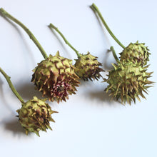 Load image into Gallery viewer, Artichokes on Natural Stems
