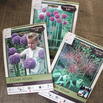 Bulbs - Allium