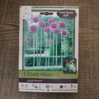 Bulbs - Allium