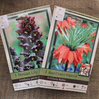Bulbs - Fritillaria