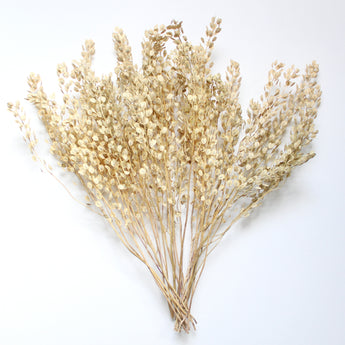 Dried Pennycress