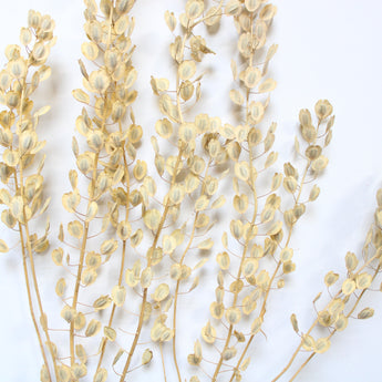 Dried Pennycress
