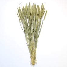 Load image into Gallery viewer, Setaria - Dried
