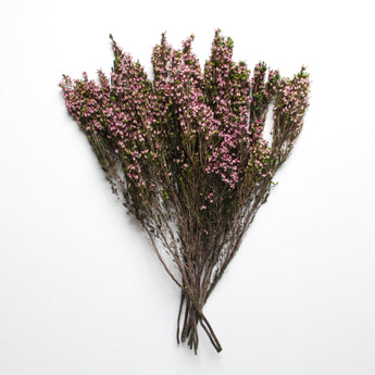 Heather - Erica Deliciosa