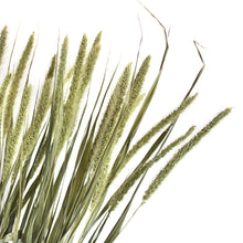 Load image into Gallery viewer, Setaria - Dried

