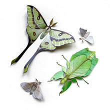 Load image into Gallery viewer, Paper Butterfly Specimen
