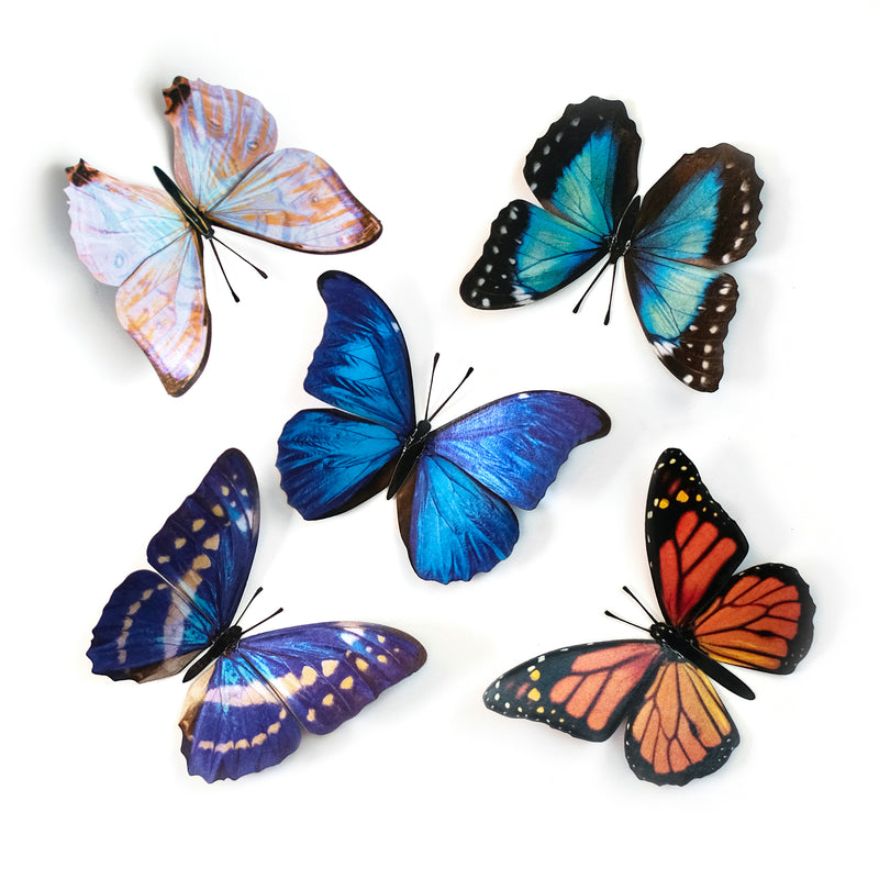 Paper Butterfly Specimen