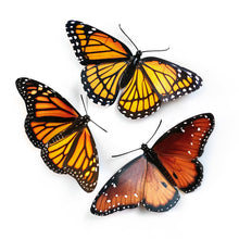 Load image into Gallery viewer, Paper Butterfly Specimen
