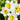 Narcissus Paperwhite Bulb - Ziva
