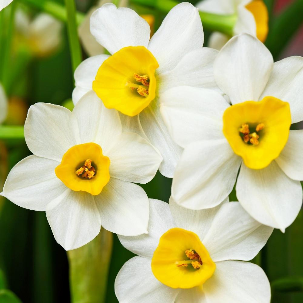 Narcissus Paperwhite Bulb - Winter Sun